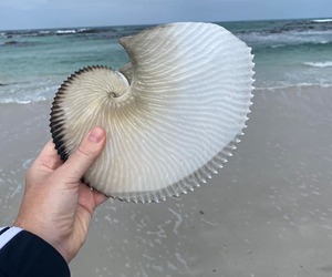 Largest Paper Nautilus Shell on The Perlemoen Trail