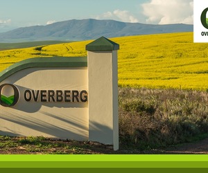 Die Goue Canola is Terug