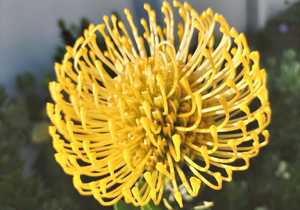 24 + 25 September 2022: Celebration of Fynbos