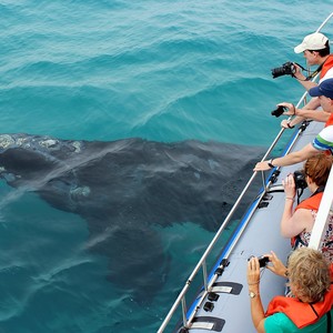 Dyer_Island_Cruises_Marine_Big_5_Southern_Right_Whale_1530166196_1662537606