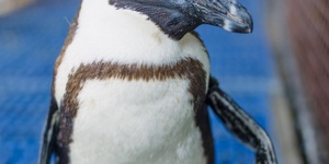 Dyer_island_cruises_Biltong_the_rescued_penguin_1532413517_1662537607