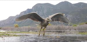 130 Different Documented Bird Species