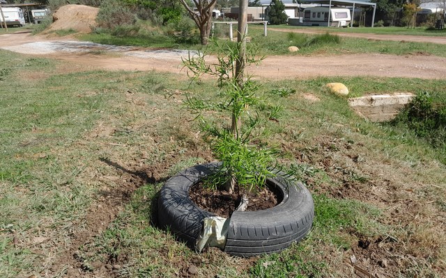 Tree - Theewater Sports Club - Xplorio™ Villiersdorp