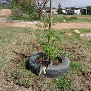 Tree - Theewater Sports Club - Xplorio™ Villiersdorp