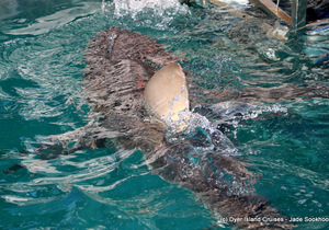 Marine Big 5 Tour: 8 September 2022