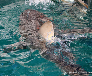 Marine Big 5 Tour: 8 September 2022