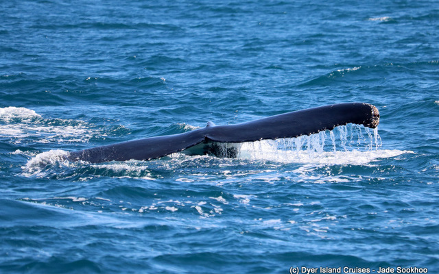 Humpback whale tail