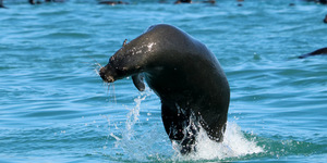 Cape Fur seal 