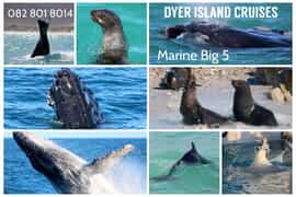 Next Dyer Island Marine Big 5 Tour: 15 September 2022