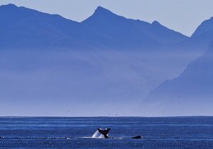 Updated Week 36 of 2013 - Gansbaai News, Specials & Events