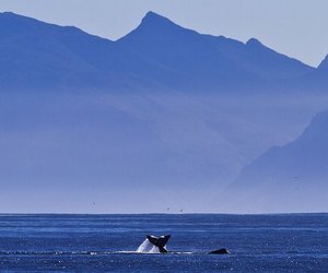 Updated Week 36 of 2013 - Gansbaai News, Specials & Events