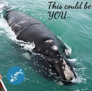 Next Dyer Island Marine Big 5 Tour: 23 September 2022