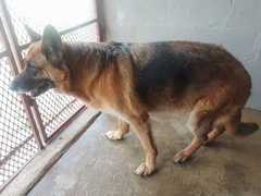 Up for Adoption: Female Dog