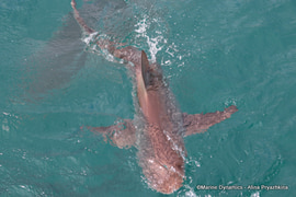 Daily Blog: 26 September 2022 | Shark Cage Diving in South Africa