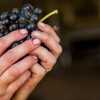 Olivedale Wines - Agulhas Wine Triangle Festival - Xplorio™ L'Agulhas