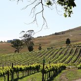 The Giant Periwinkle - Agulhas Wine Triangle Festival - Xplorio™ L'Agulhas