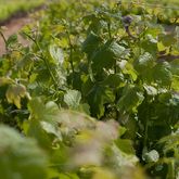 Trizanne Signature Wines - Agulhas Wine Triangle Festival - Xplorio™ L'Agulhas