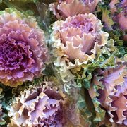 Workshops at the Greyton Rose and Garden Fair