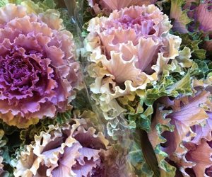 Workshops at the Greyton Rose and Garden Fair