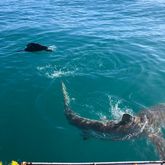 Shark Cage Diving Trip - White Shark Projects - Xplorio™ Gansbaai