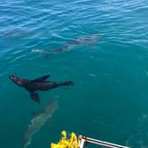 Shark Cage Diving Trip - White Shark Projects - Xplorio™ Gansbaai