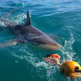 Shark - White Shark Projects - Xplorio™ Gansbaai