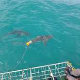 Shark Cage Diving Trip - White Shark Projects - Xplorio™ Gansbaai