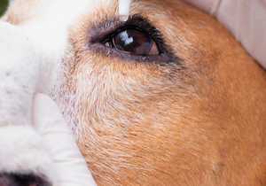 Colloidal Silver Eye Drops