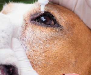 Colloidal Silver Eye Drops