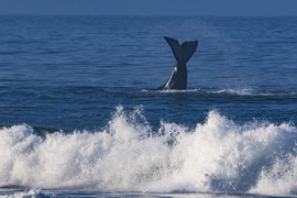 Land-Based Whale Watching