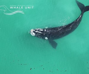 Final Southern Right Whale Aerial Survey 2022 - Update
