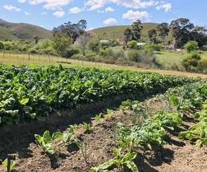 Looking to Support Local Growers in Your Area?