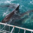 Bronze Whaler Sharks Bronze Whaler Sharks