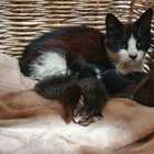 Cat - RSE Animal Welfare Society - Xplorio™ Riviersonderend