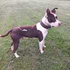 Pitbull - RSE Animal Welfare Society - Xplorio™ Riviersonderend