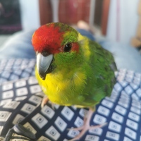 Found a happy home - Keiko Pet Shop - Xplorio™ Kleinmond