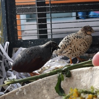 Birds - Keiko Pet Shop - Xplorio™ Kleinmond