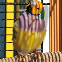 Finch - Keiko Pet Shop - Xplorio™ Kleinmond