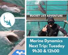 Next Marine Dynamics Shark Cage Diving Trip: 18 October 2022