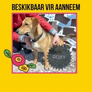 Up for Adoption: Roxy