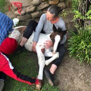 Greyton's Free Roaming Horses at Risk