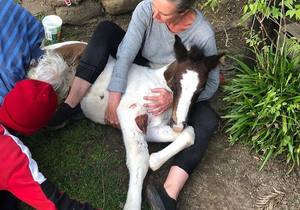 Greyton's Free Roaming Horses at Risk