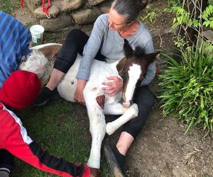 Greyton's Free Roaming Horses at Risk