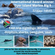 Next Dyer Island Marine Big 5 Tour: 21 October 2022