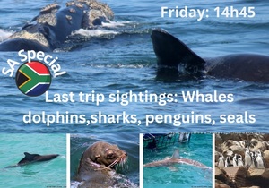 Next Dyer Island Marine Big 5 Tour: 21 October 2022