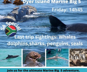 Next Dyer Island Marine Big 5 Tour: 21 October 2022