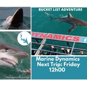 Next Marine Dynamics Shark Cage Diving Trip: 21 October 2022