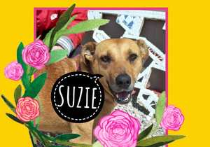 Up for Adoption: Suzie