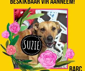 Up for Adoption: Suzie