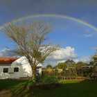 Rainbow - Klein Koraalboom - Xplorio™ Botriver